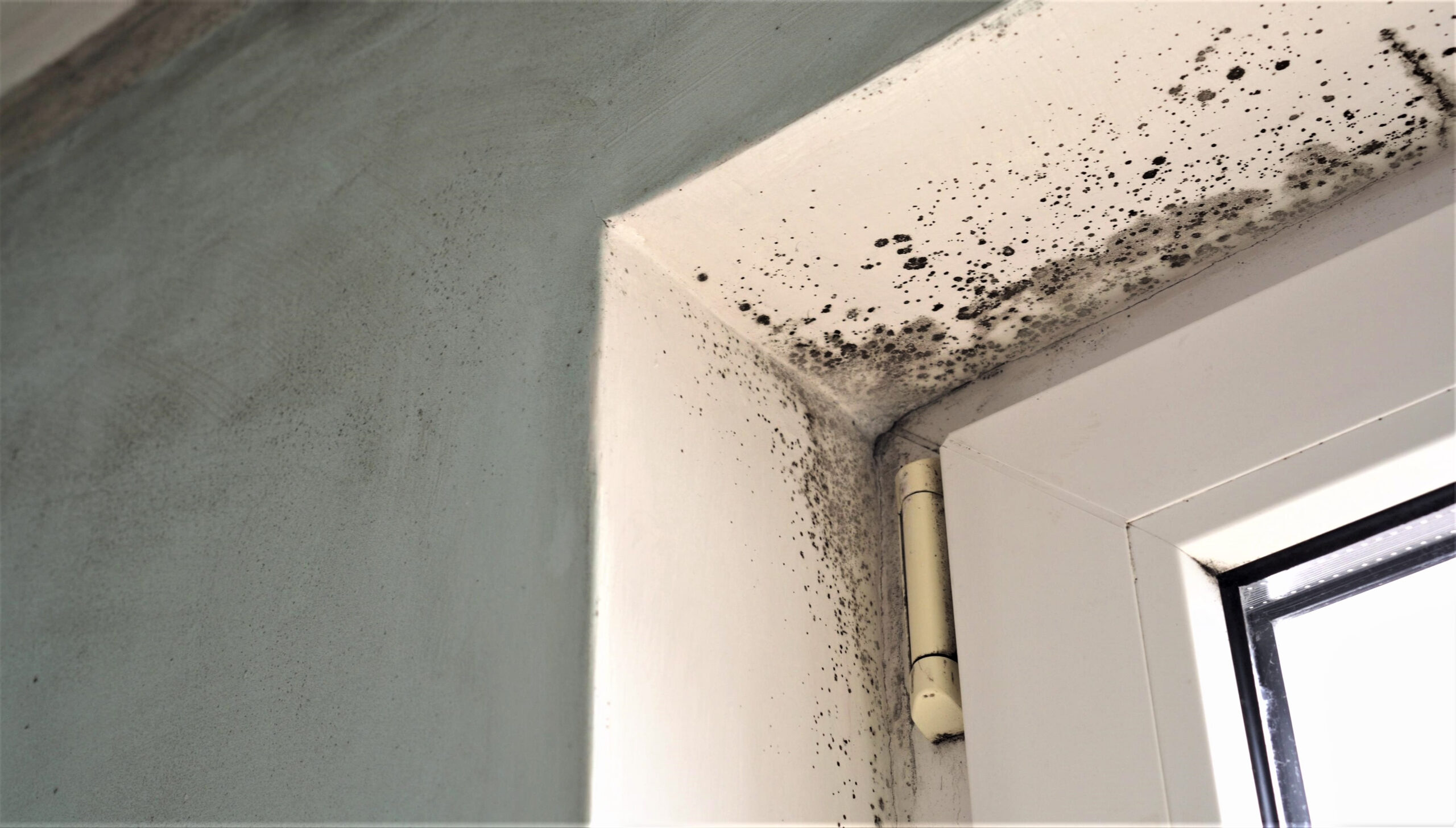 MJSV Sachverständigenhaus – Punktueller schwarzer Schimmelbefall an der verputzten Fensterlaibung und dem Sturz über einem weißen Kunststofffenster
