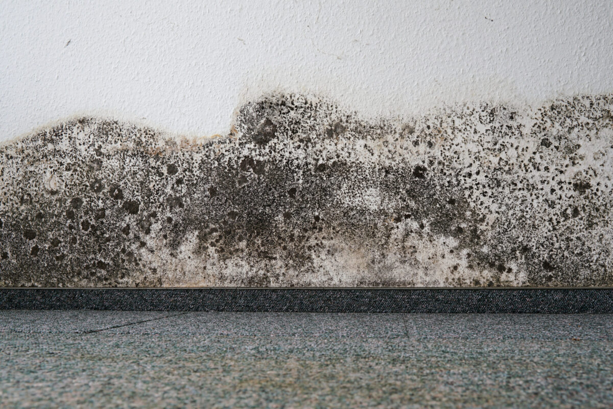 MJSV Sachverständigenhaus – Großflächiger Schimmelfleck an einer Wand über dem Fußboden