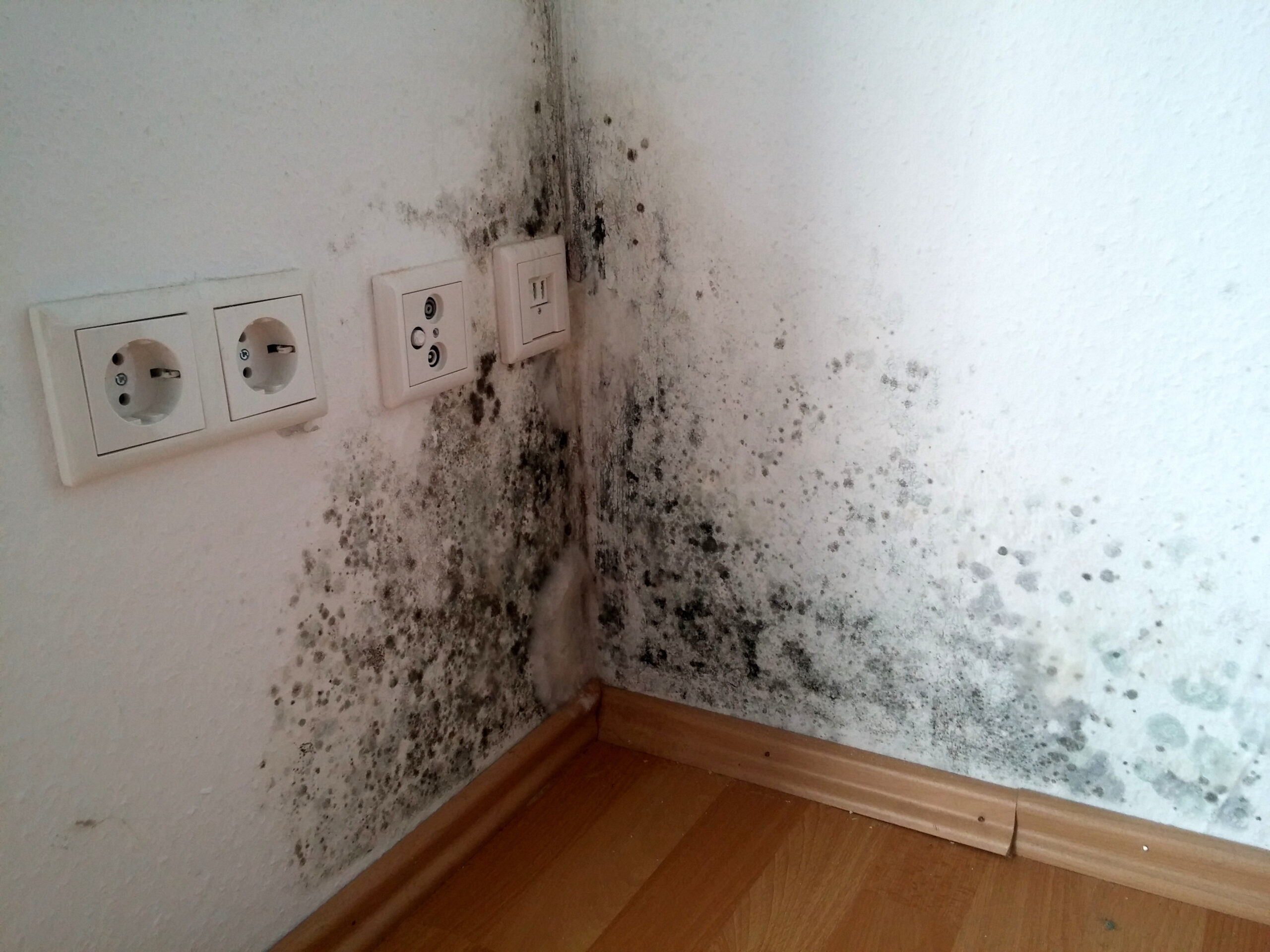 Schimmelgutachten bei akutem Schimmelpilzbefall im Bereich von Steckdosen und Fußleisten.